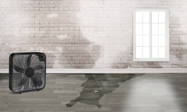 Best Flood damage cleanup  in Belmont Estates, VA